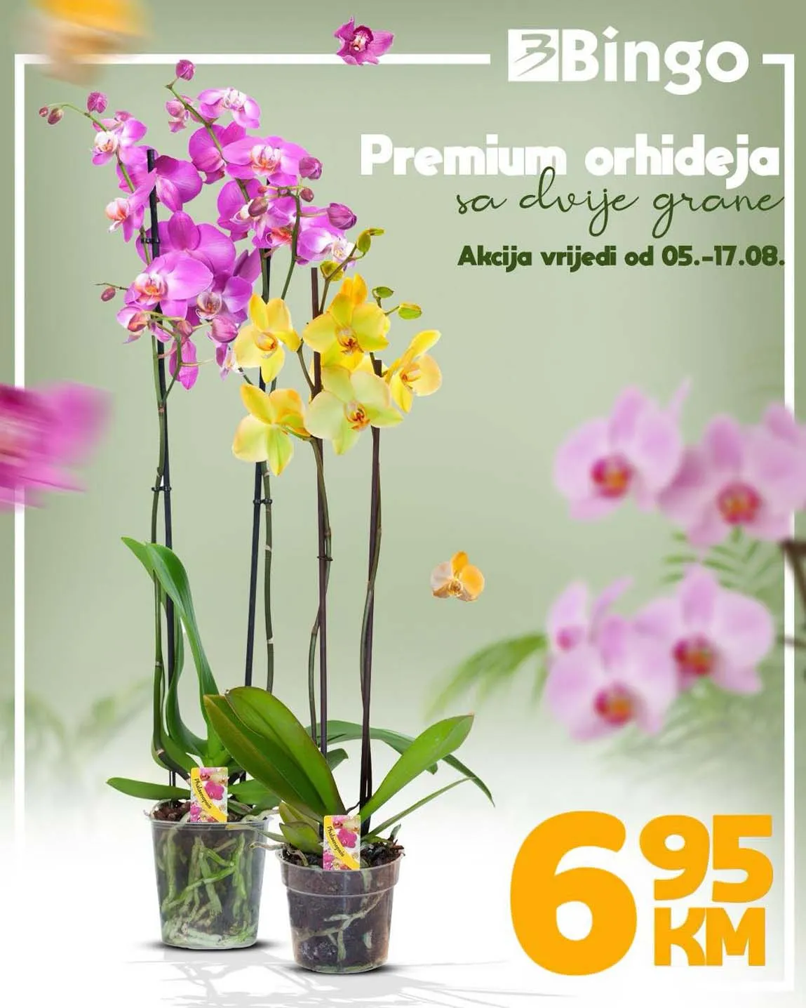 BINGO akcija PREMIUM ORHIDEJA sa dvije grane 6,95 KM Popust do 17.08.2025